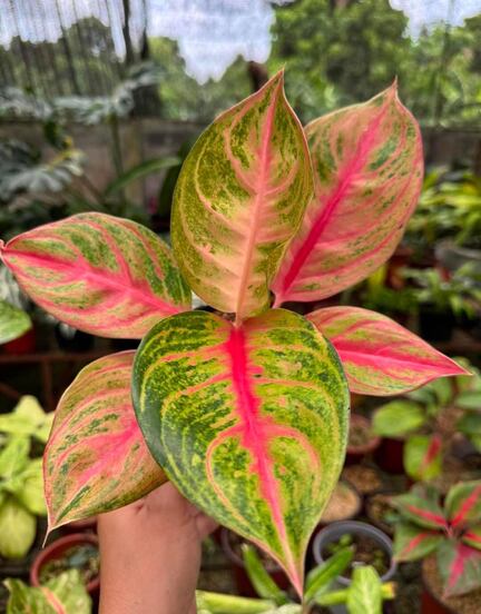 Mauli Krupa Roses Nursery