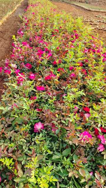 Mauli Krupa Roses Nursery