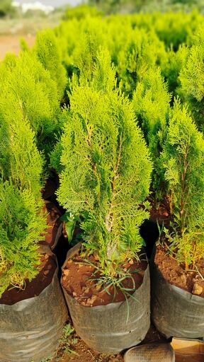 Mauli Krupa Roses Nursery