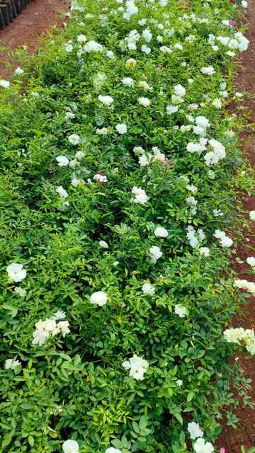 Mauli Krupa Roses Nursery
