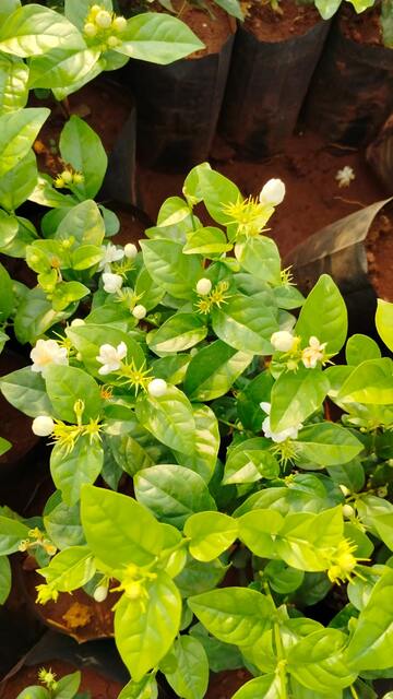 Mauli Krupa Roses Nursery