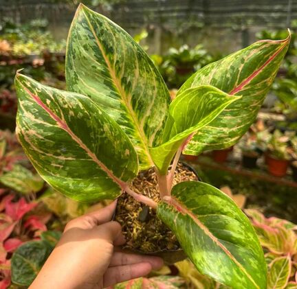 Mauli Krupa Roses Nursery