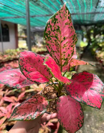 Mauli Krupa Roses Nursery