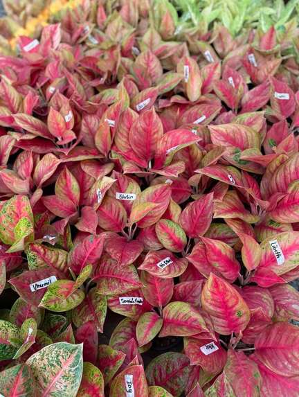 Mauli Krupa Roses Nursery