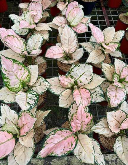 Mauli Krupa Roses Nursery