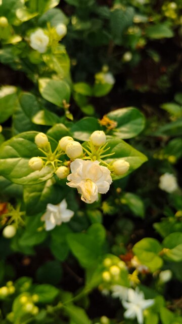 Mauli Krupa Roses Nursery