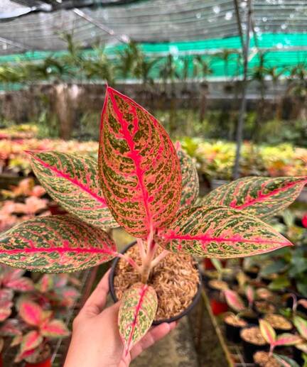 Mauli Krupa Roses Nursery