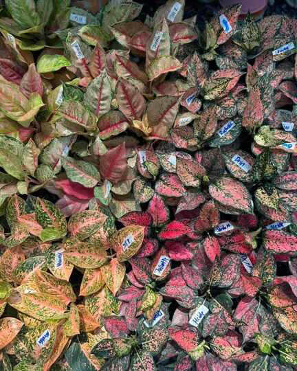 Mauli Krupa Roses Nursery