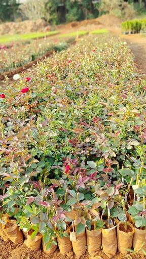 Mauli Krupa Roses Nursery