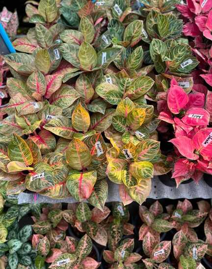 Mauli Krupa Roses Nursery