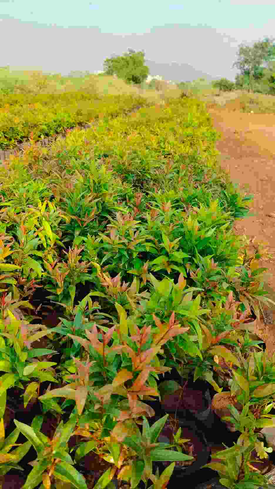 Mauli Krupa Roses Nursery